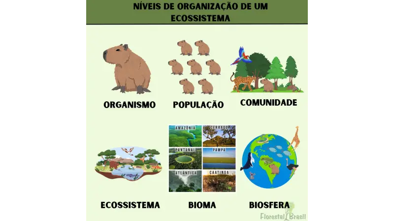 Níveis de organização de um ecossistema