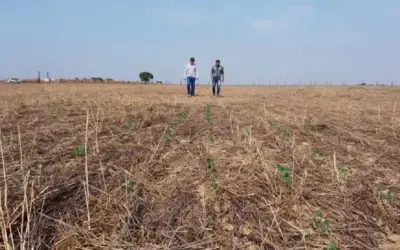 No MT termômetro registra até 67 °C no solo e ameaça a soja