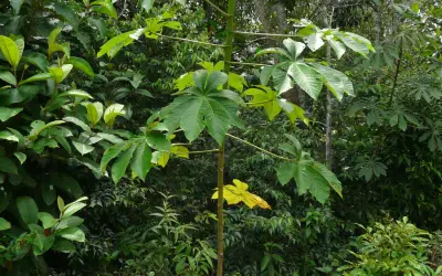 Nova espécie de Embaúba (Cecropia manauara) descoberta em Manaus é classificada como vulnerável e reforça urgência de conservação