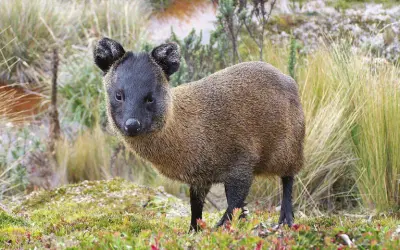 Nova espécie de mamífero descoberta por pesquisadores no Peru
