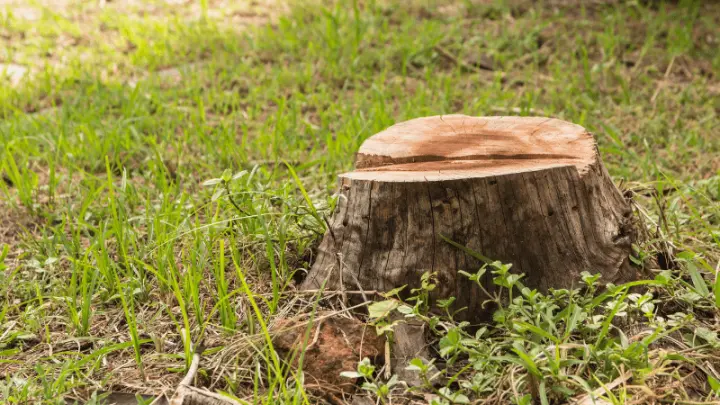 Nova Resolução Conama define critérios para Autorizações de Supressão de Vegetação (ASV)