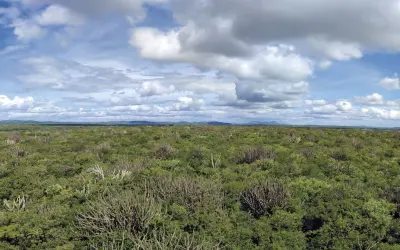 Novo mapeamento expõe diversidade da Caatinga
