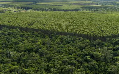 Novo padrão de Manejo Florestal é estabelecido pela FSC para plantações no Brasil