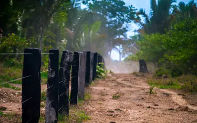 O avanço sobre o Sistema Nacional de Unidades de Conservação e o prêmio à grilagem