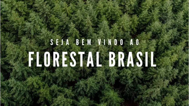 O IPÊ é o novo MOGNO? Corre risco de Extinção? Mito ou Fato?