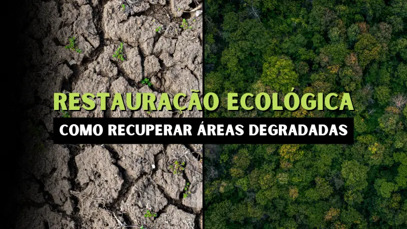 O que é Restauração Ecológica?