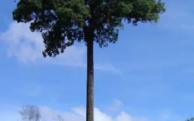 O velho Jequitibá - você precisa ouvir