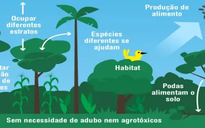 O XII Congresso Brasileiro de Sistemas Agroflorestais está com inscrições abertas