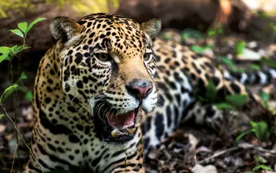 Onça-pintada está criticamente ameaçada de extinção na Caatinga