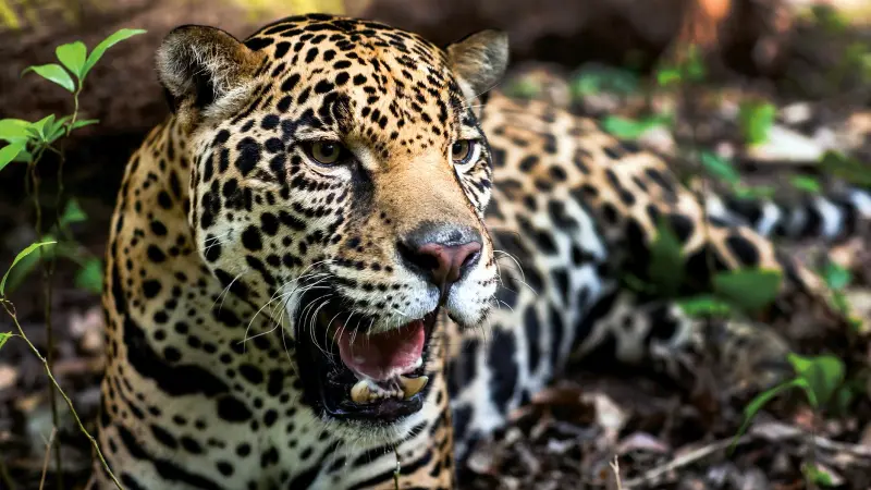 Onça-pintada está criticamente ameaçada de extinção na Caatinga