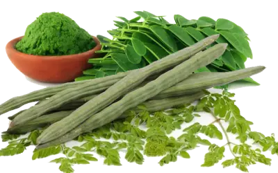 Moringa, a árvore da vida e seus benefícios.