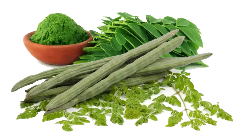 Moringa, a árvore da vida e seus benefícios.