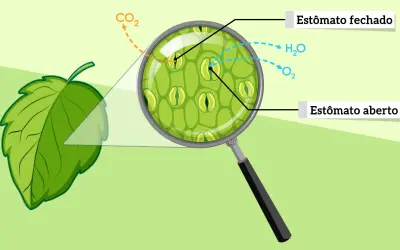 Os estômatos e como as plantas respiram