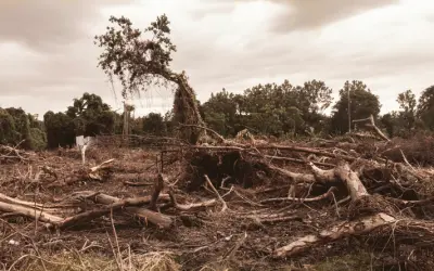 Os riscos de extinção da Amazônia e suas implicações para a vida no planeta