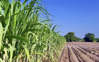 Qual a diferença entre agropecuária e agronegócio?