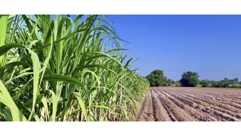 Qual a diferença entre agropecuária e agronegócio?