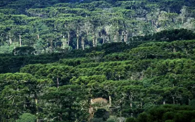 Paleoclima e atividade humana moldaram a floresta de araucárias no Brasil