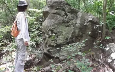 Paleontólogos pedem criação de unidade de conservação na Floresta Petrificada de Altos