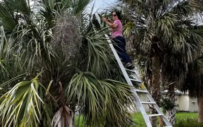 Palmeira contaminada por bactéria emite notificação através de gases para plantas próximas sobre ameaça