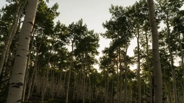 Pando é o maior organismo vivo do mundo e pode ser o mais velho