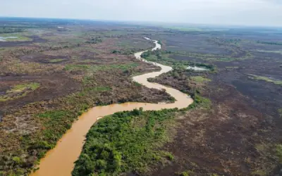 Pantanal pode ter a pior seca da história no ano de 2024