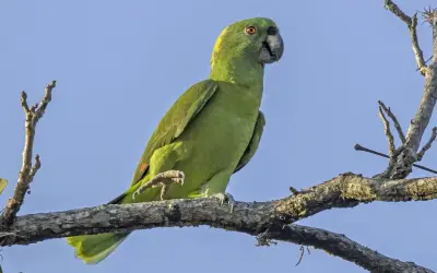 Papagaios da Amazônia estão mudando seus sotaques