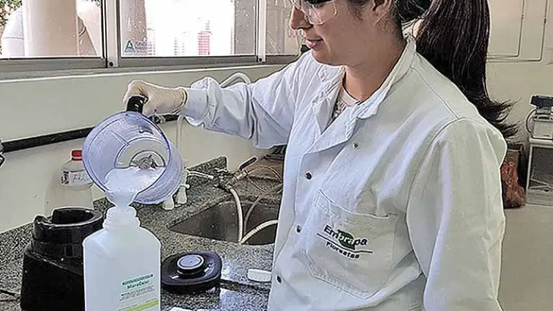 Para que serve o eucalipto? Espessante natural e outras utilizações