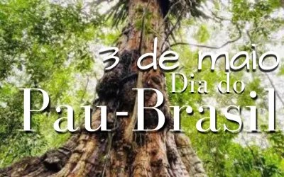 3 de maio - Dia do Pau Brasil  - A história completa da árvore deu origem ao nome do país