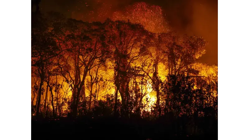 Penas mais severas são sugeridas para crimes relacionados a incêndios florestais
