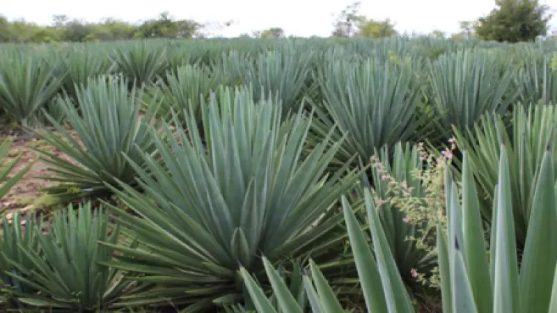 Pesquisadores brasileiros trabalham para transformar o agave na ‘cana do sertão’