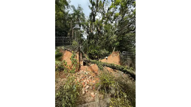 Pesquisadores criam ‘software da poda’ para reduzir risco de queda de árvores em áreas urbanas