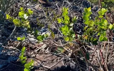 Pesquisadores descobrem parente da Azeitona no Brasil