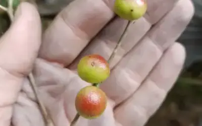 Pesquisadores do Jardim Botânico do Rio descobre árvore parente da Jabuticabeira