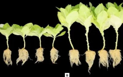 Pesquisadores obtêm patente de fórmula que induz germinação e acelera crescimento de plantas
