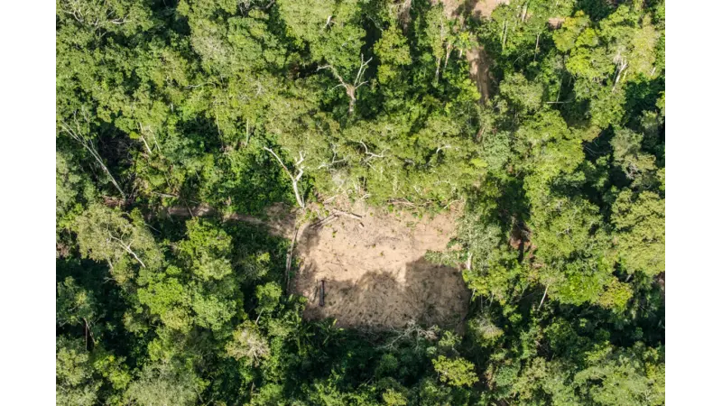 PF deflagra esquema bilionário de desmatamento no Pará