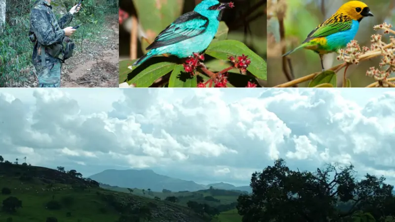 Pirodiversidade ameaça biodiversidade mesmo em florestas não queimadas da Mata Atlântica