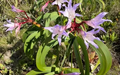 Planta avaliada em milhares de dólares no mercado ilegal é encontrada escondida em Petrópolis