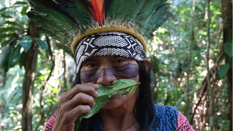 Mudanças climáticas ameaçam plantas da Amazônia e o conhecimento indígena sobre elas, segundo estudo