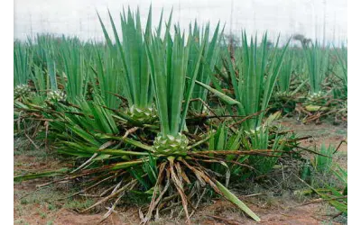 Plantas contra larvas do Aedes aegypt