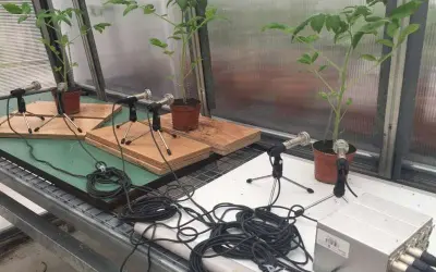 Plantas emitem som quando estressadas