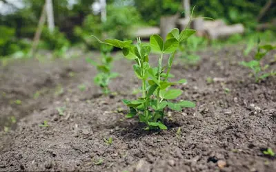 Plantas que estão com sede podem ouvir água