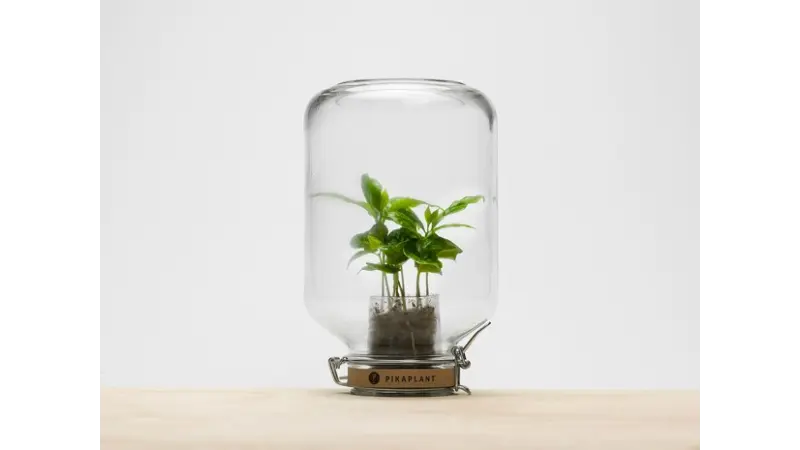 Plantas que não precisam regar