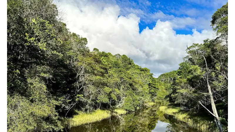 Plataforma com IA identifica áreas prioritárias para restauração florestal no Brasil