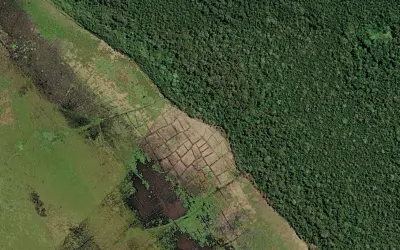 Populações pré-colombianas cultivavam milho não apenas em agroflorestas, mas também em monocultura