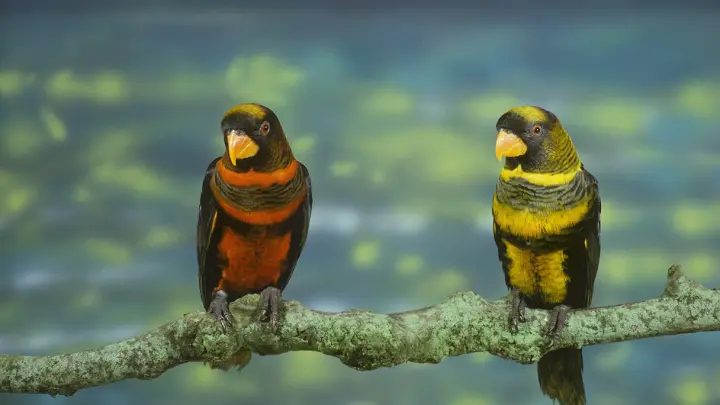 Por que os papagaios são tão coloridos?
