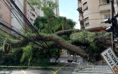 Porquê cai tantas árvores em São Paulo?