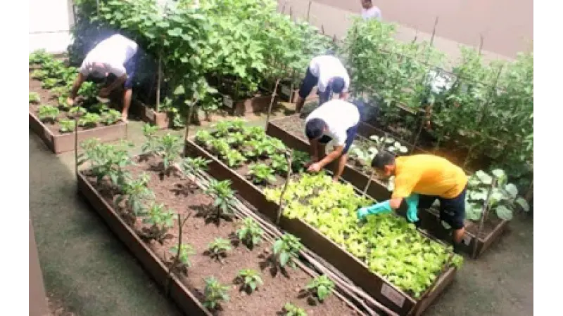 Presos no Amazonas cultivam horta para garantir os próprios alimentos