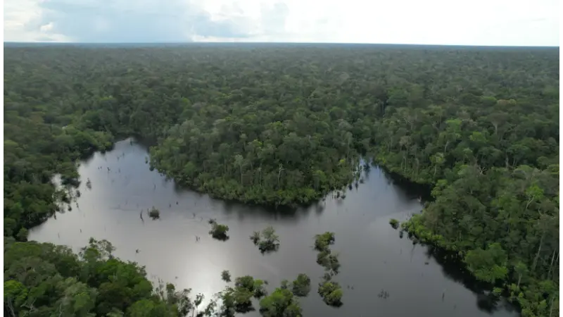 Primeira concessão florestal em gleba pública fora de unidade de conservação será no Amazonas
