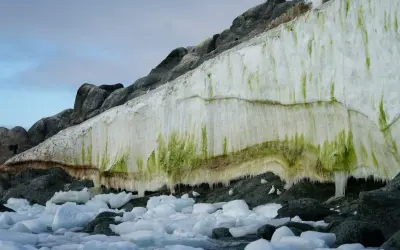 Primeiro mapa de áreas verdes da Antártica