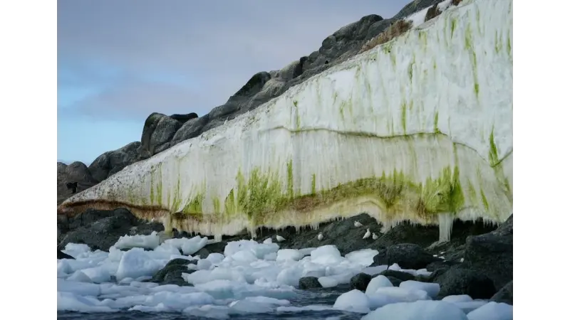 Primeiro mapa de áreas verdes da Antártica